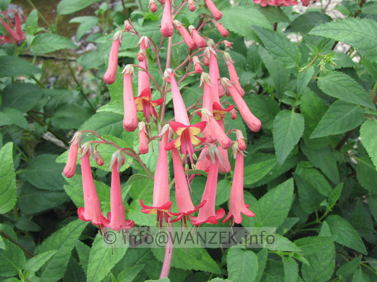 Phygelius capensis Fanfare 02.JPG